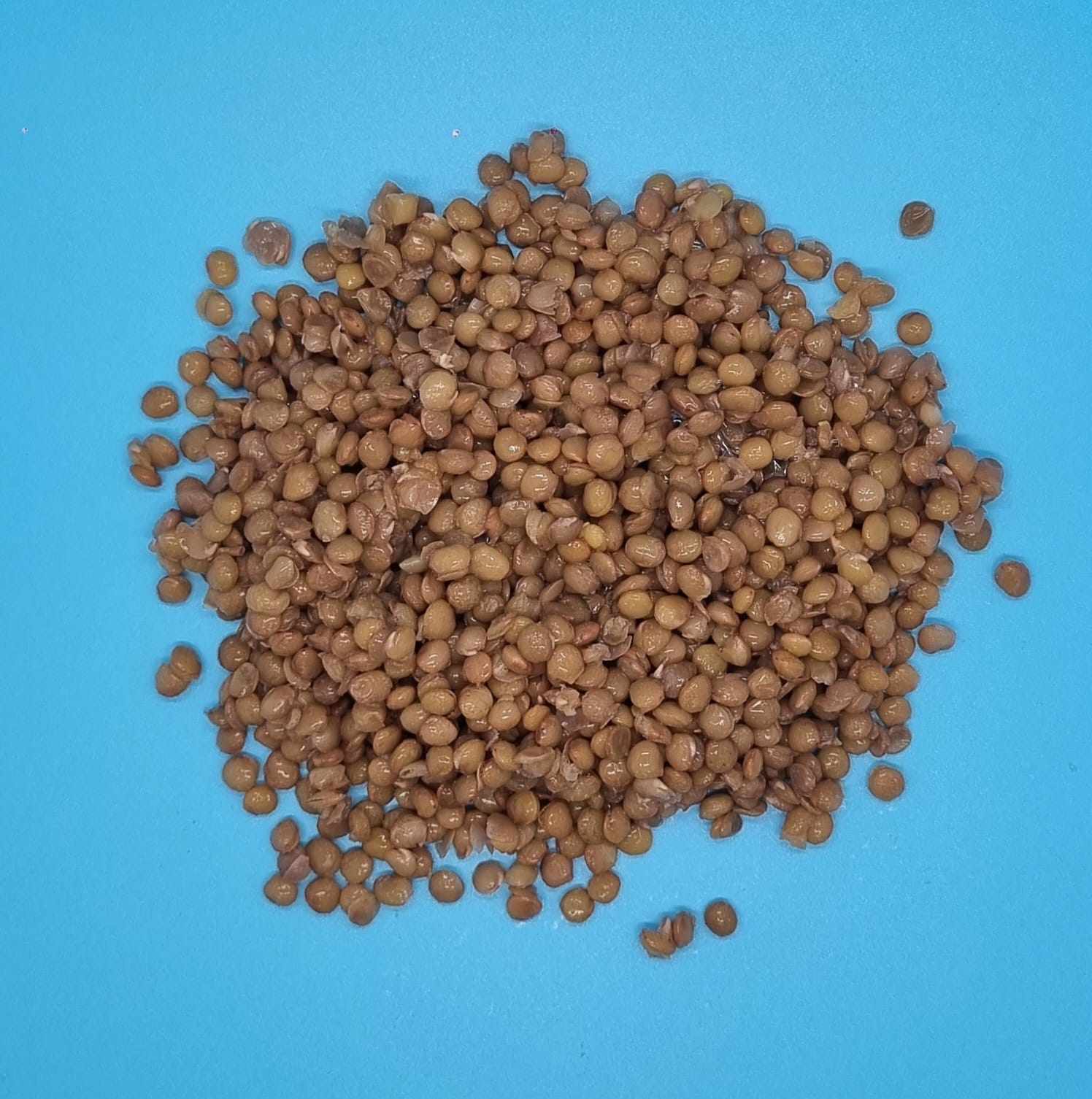 Lentilles vertes