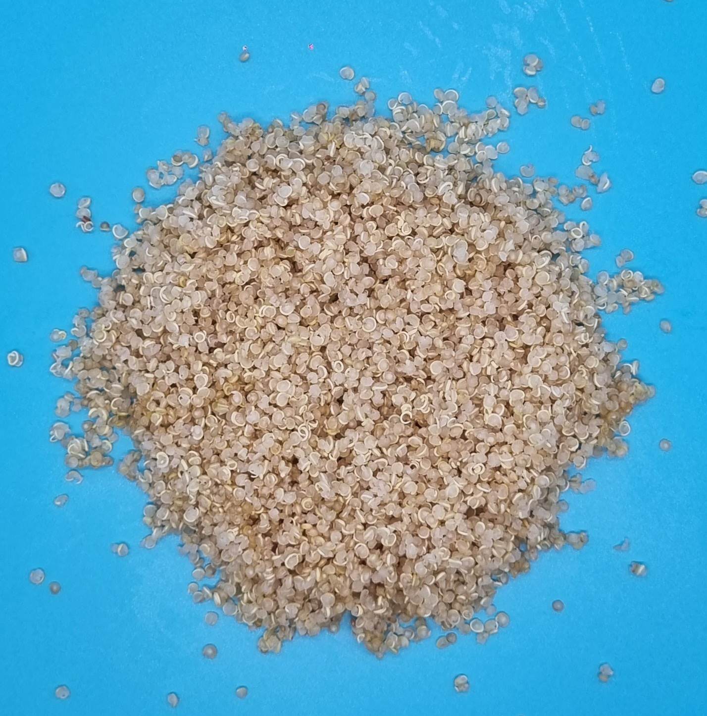Quinoa
